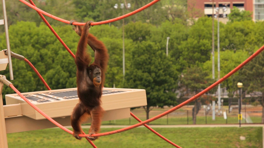 An Orangutan walks the tightrope at the Indianapolis Zoo