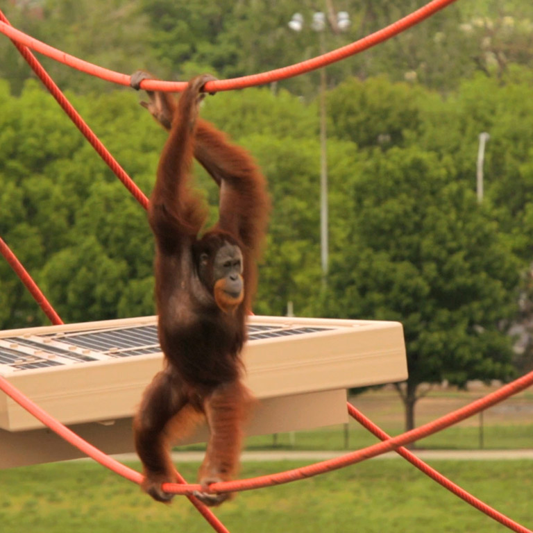 An Orangutan walks the tightrope at the Indianapolis Zoo