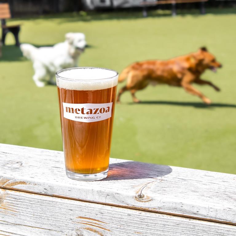 Pint of beer with dogs running in the background
