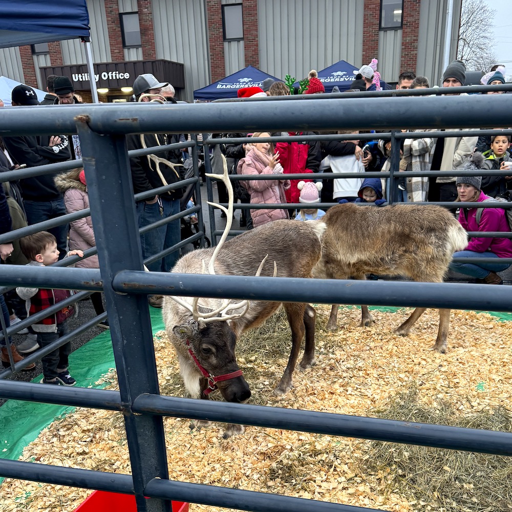Reindeer at Bargersville Reindeer at Bargersville